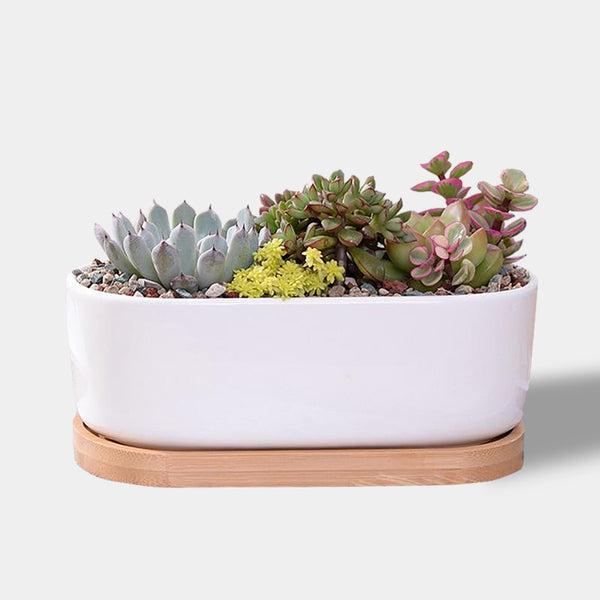 Contemporary white ceramic and wood succulent planter